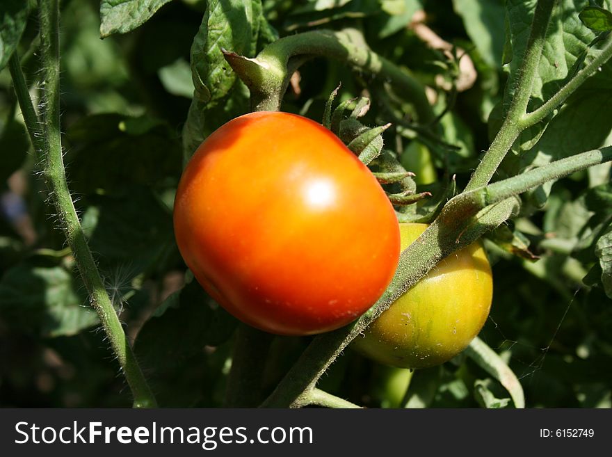 Tomato production in green house