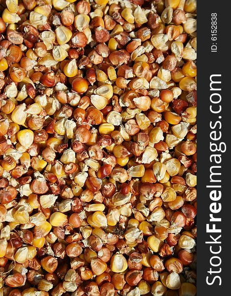 Corn seeds macro, can be used as a background