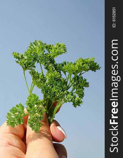 Parsley in hands on a blue background