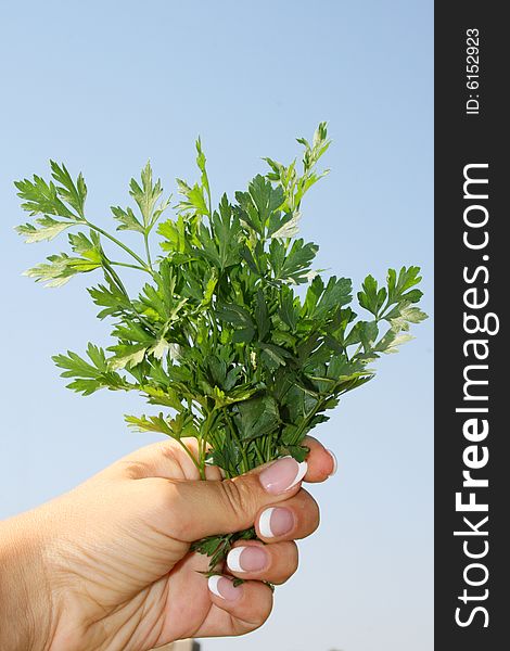 Parsley in hands on a blue background