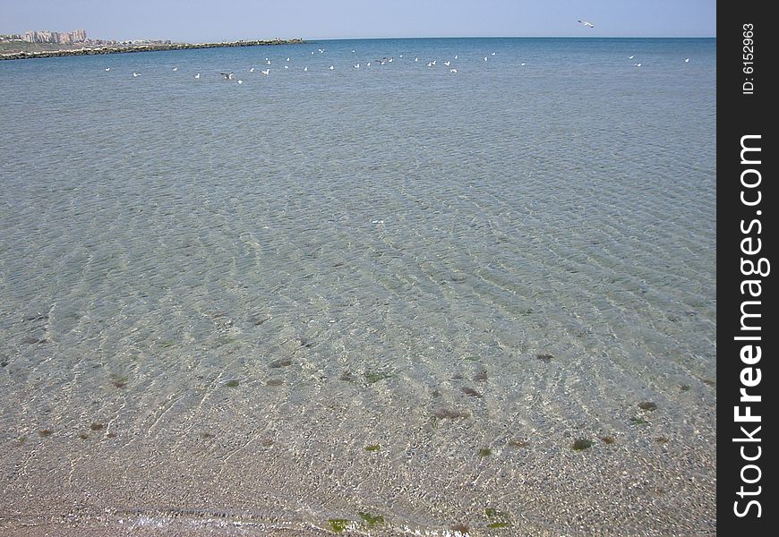 Seagulls on the  Black Sea, on a large beach. Seagulls on the  Black Sea, on a large beach