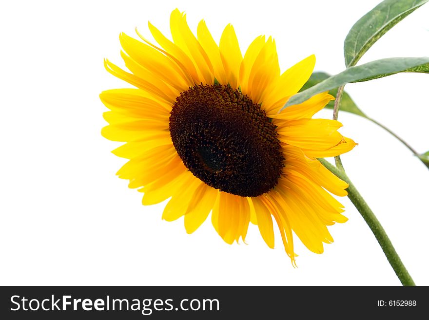 Beautiful yellow sunflower with isolated background