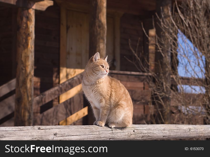 Tabby cat sitting on a porch of a country house. Tabby cat sitting on a porch of a country house