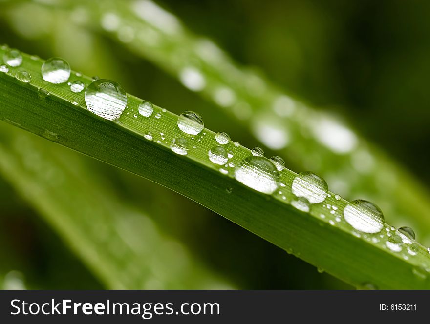 Raindrops on green grass background