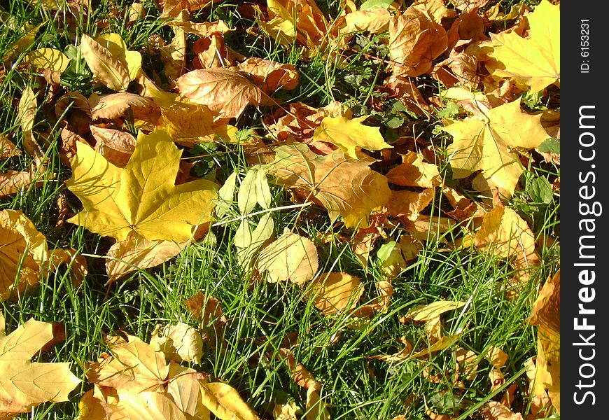 Autumn. It’s time when woods turn yellow-red and brown and leaves begin to fall down the trees. Autumn. It’s time when woods turn yellow-red and brown and leaves begin to fall down the trees.