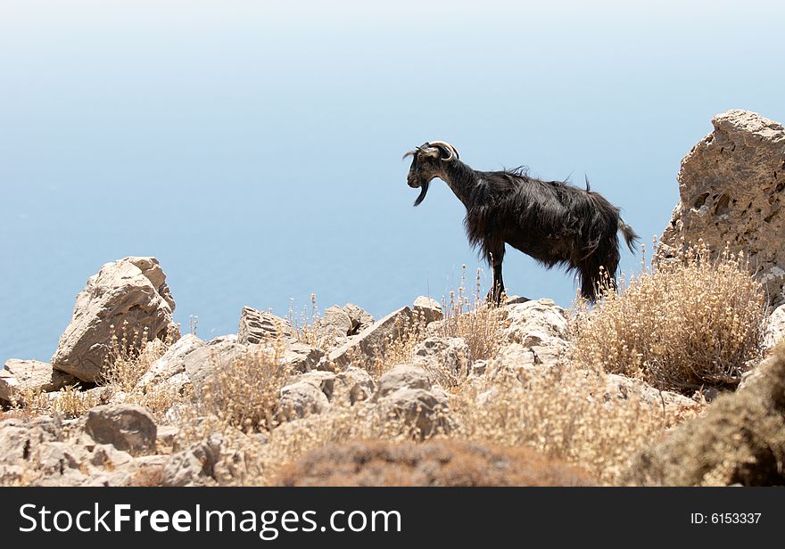 Mountain goat at the peak of sulphur mountain