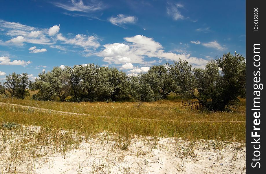 Summer landscape with sky and trees