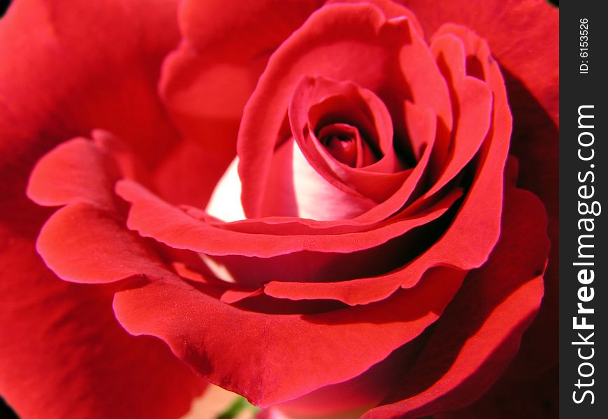 Petals of a bud of a rose of claret color