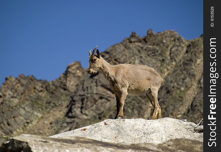 Mountains. Caucasus. Kabardino-Balkariya. Bezengi. Mountain goat