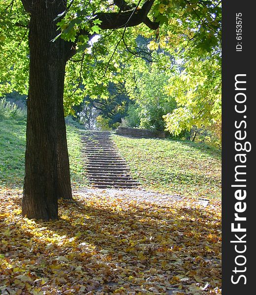 Autumn in the city. It’s time when trees turn yellow-red and brown and leaves begin to fall down the trees.