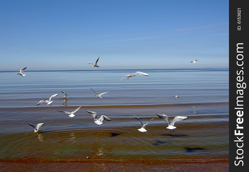 Seagulls Over The Sea.