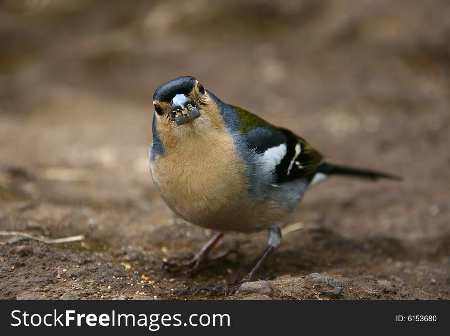 Finch eating crumbs of cake