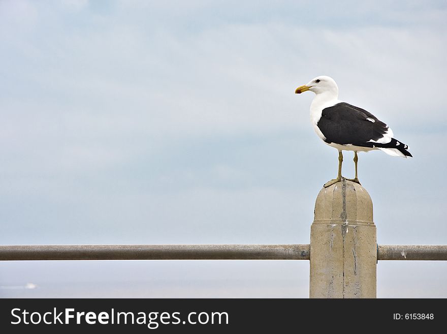 Single seagull perched on concrete pillar - landscape exterior