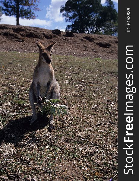A wild kangaroo looking for food