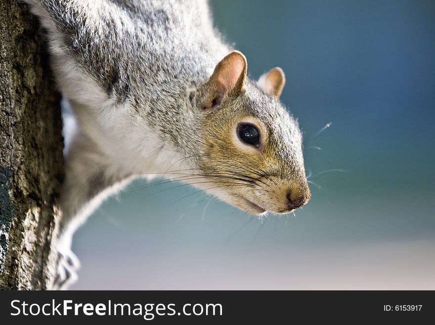 Squirrel decending a tree - landscape exterior