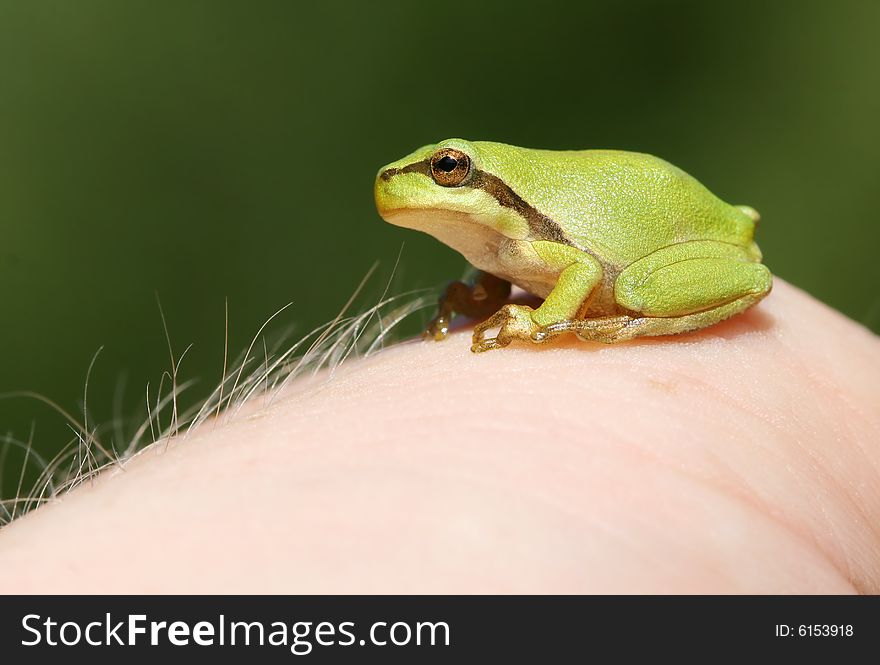 Tree frog on hand