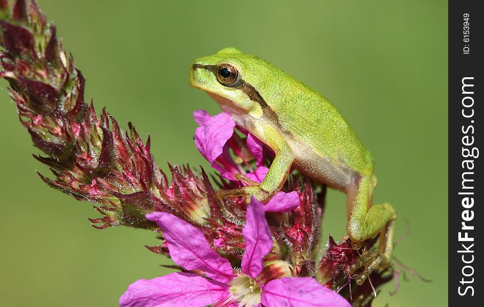 Little tree frog sitting on flower. Little tree frog sitting on flower