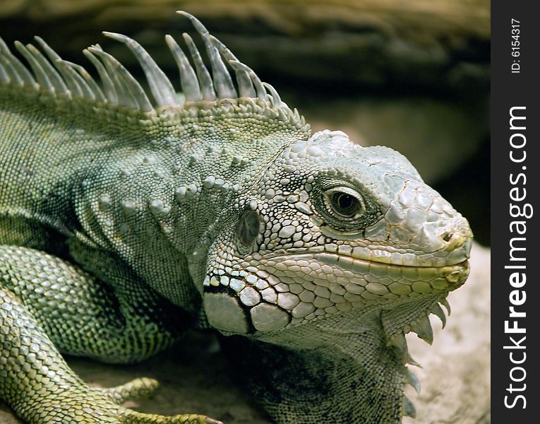 Close-up view of iguana on the stone. Close-up view of iguana on the stone