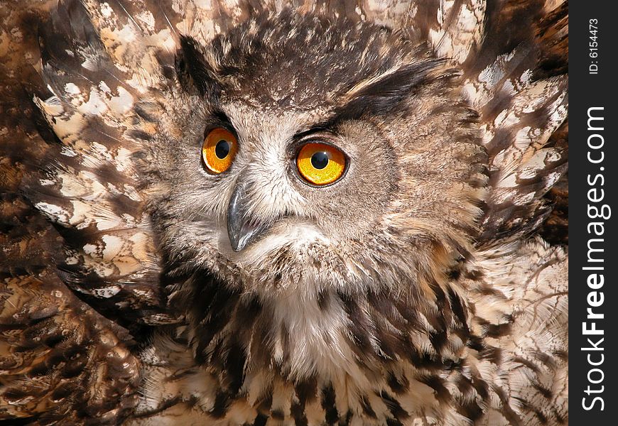 Portail of Eagle Owl (Bubo bubo)