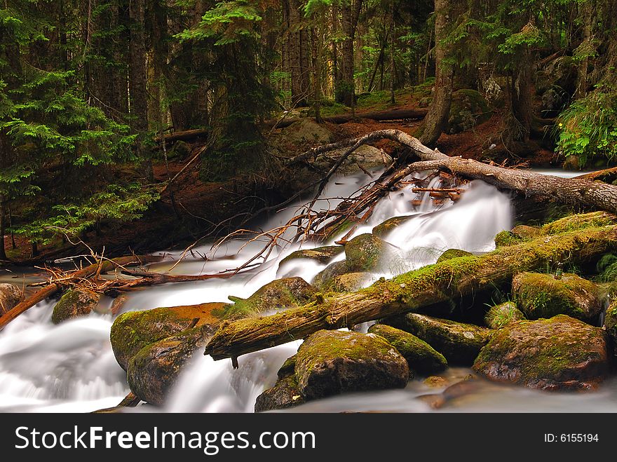 Mountain stream flows through the relic forest. Mountain stream flows through the relic forest