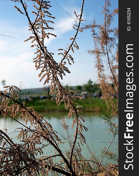 A detail of a tree with the blurred view of a pond on the background. The shot was taken in Mogan Park near Ankara, the capital of Turkey. A detail of a tree with the blurred view of a pond on the background. The shot was taken in Mogan Park near Ankara, the capital of Turkey.