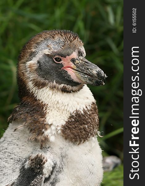 Animals: Portrait of a young penguin missing feathers. Animals: Portrait of a young penguin missing feathers