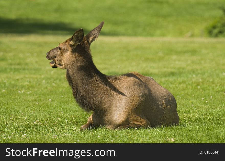 Elk Sitting On Grass