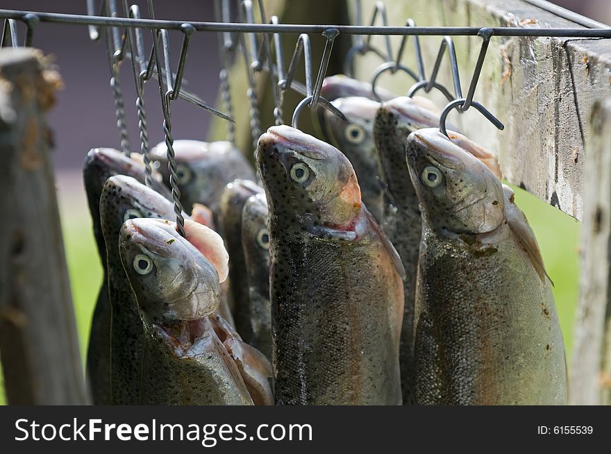 Trouts on a hook