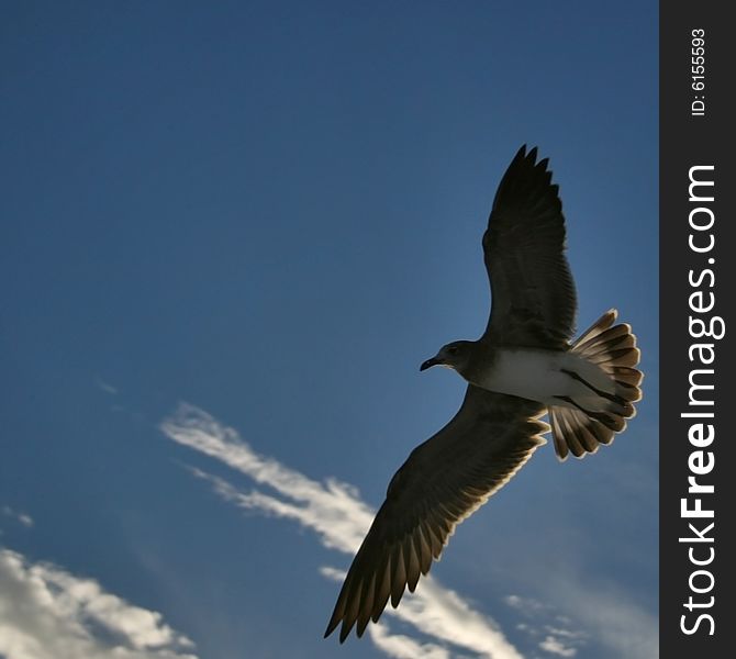 Seagull flying overhead with sunlight filtering through wings extended out gliding against a blue sky. Seagull flying overhead with sunlight filtering through wings extended out gliding against a blue sky