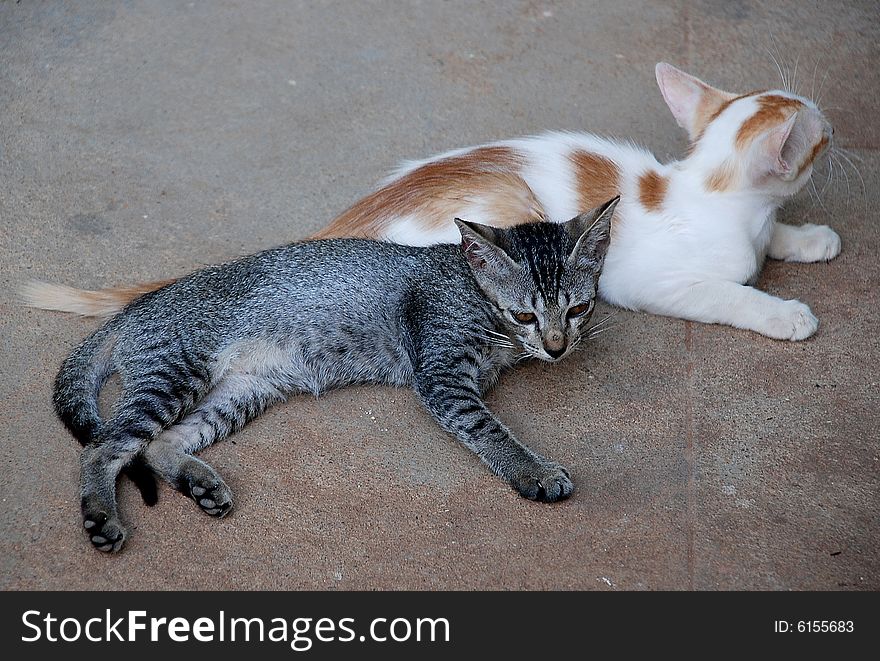 Two cats in white and grey lying on the floor