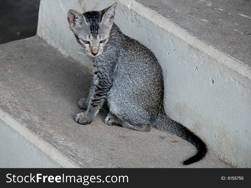 A cat in grey sitting on the floor. A cat in grey sitting on the floor