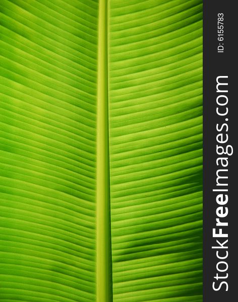 Green tropical banana leaf background