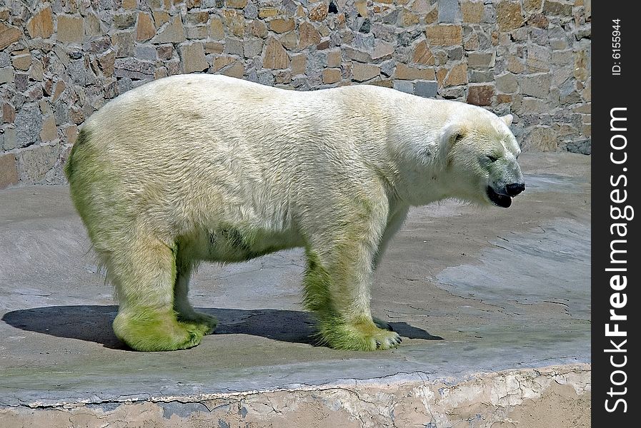 Polar bear in its enclosure. Polar bear in its enclosure