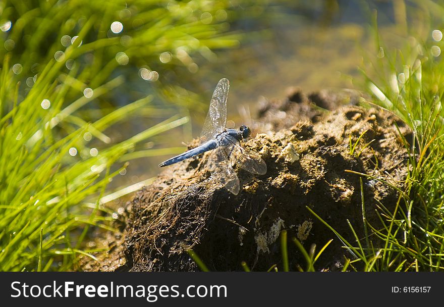 Blue dragonfly surrounded by nature.