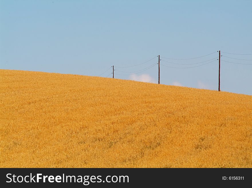 Rural field with wheat and the blue sky