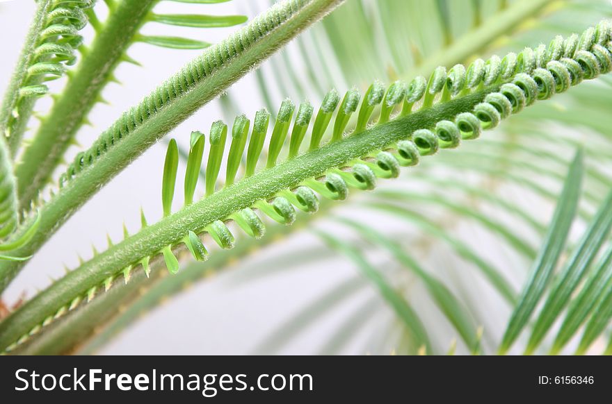 Isolated cycas leafes, white  background