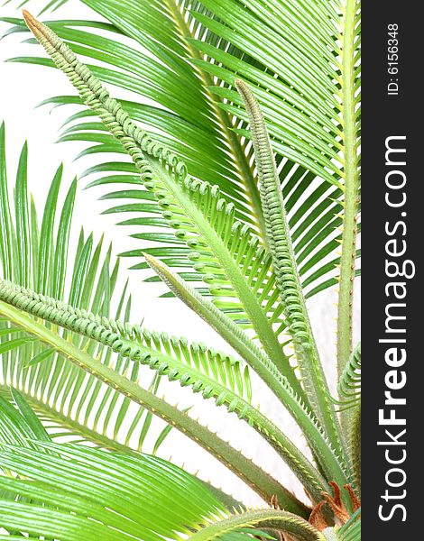 Isolated cycas leafes, white  background