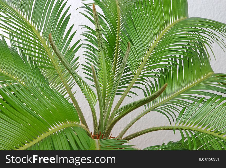 Isolated cycas leafes, white background