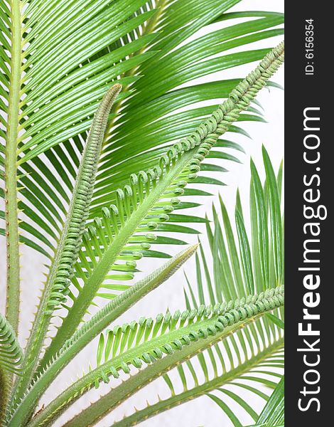 Isolated cycas leafes, white  background