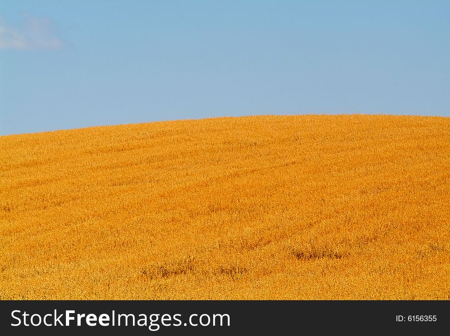 Rural field with wheat and the blue sky