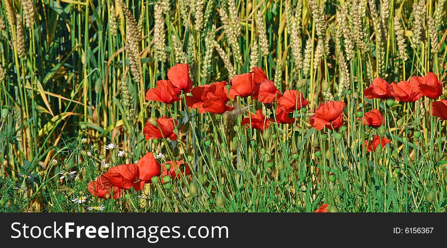 Weath and poppies, rural Denmark