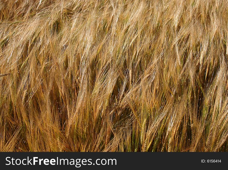 Barley in July, rural Denmark