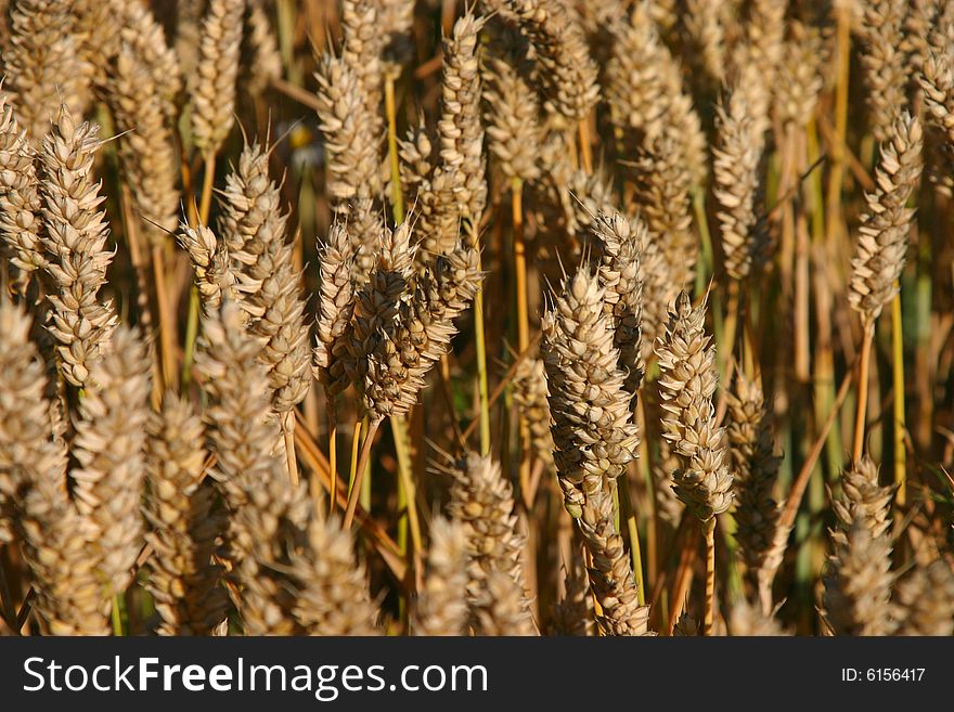 Wheat in July, rural Denmark