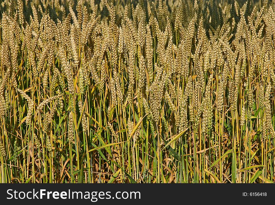 Wheat in July, rural Denmark