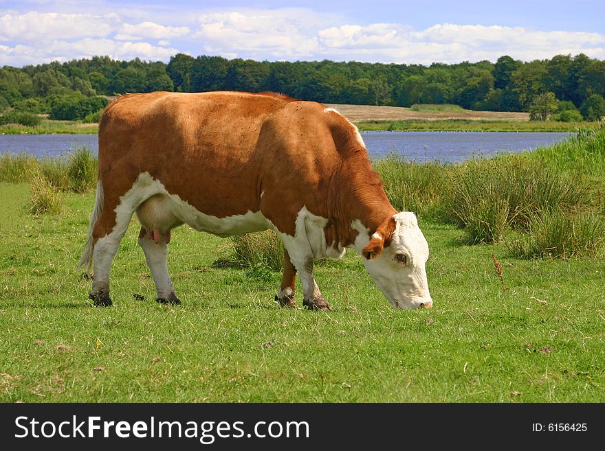 Grazing cow  in rural Denmark. Grazing cow  in rural Denmark