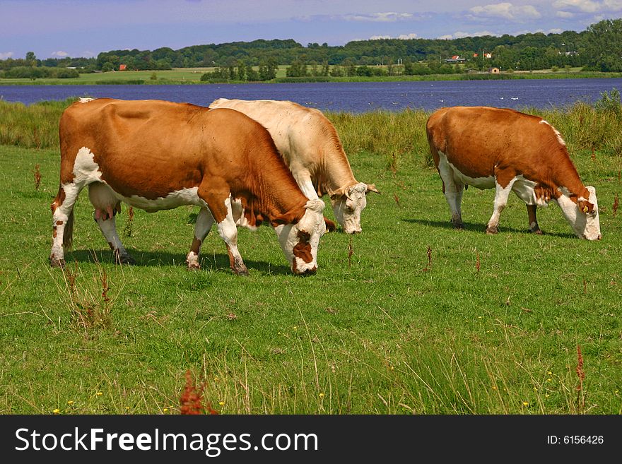 Grazing cows in rural Denmark
