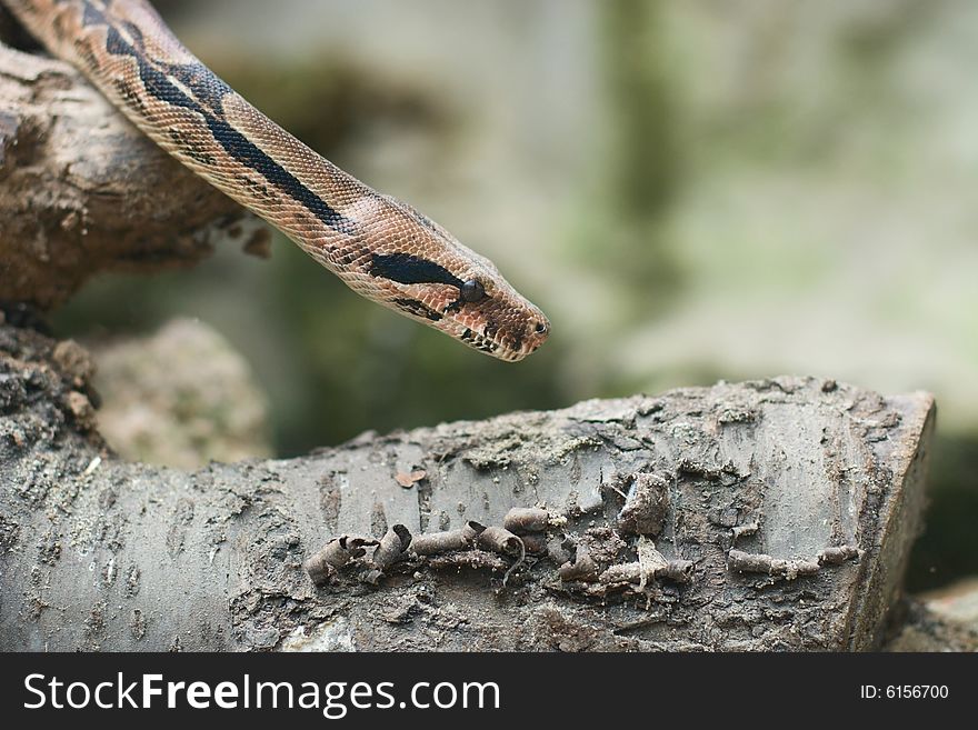 Snake on the pease of dry tree