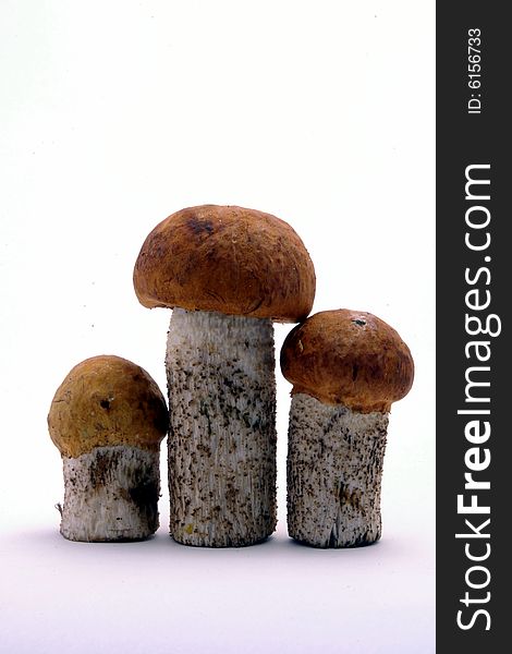 Three Boletus Mushrooms