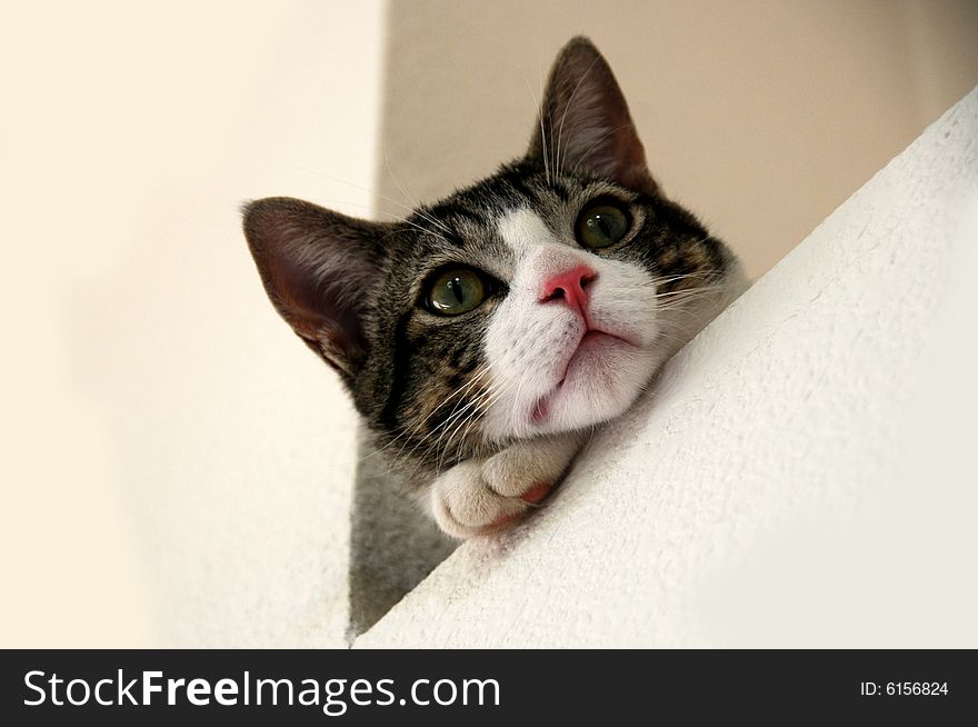 Grey and white tabby cat