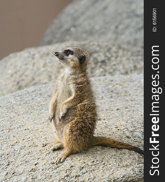 Standing meerkat, on guard, looking. Standing meerkat, on guard, looking